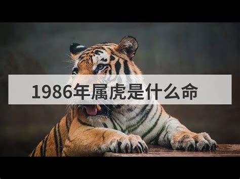 1986 火虎|【1986年是什麼命】1986年生是什麼命？屬虎者命運大揭秘！